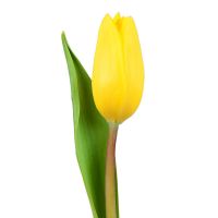 Желтые тюльпаны поштучно
