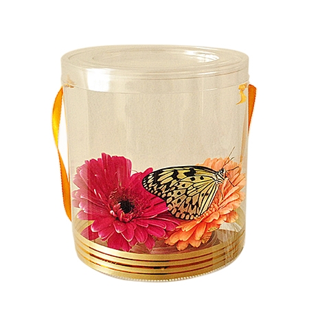 Live Butterfly in Box with Flowers