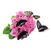  Bouquet Live butterflies
													