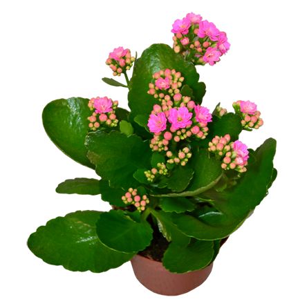 Bouquet of flowers Kalanchoe
													