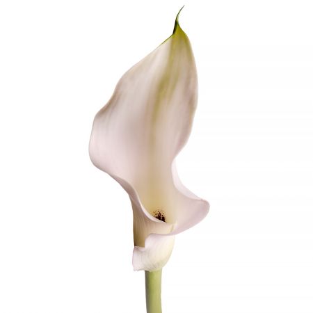 Calla white piece Koria