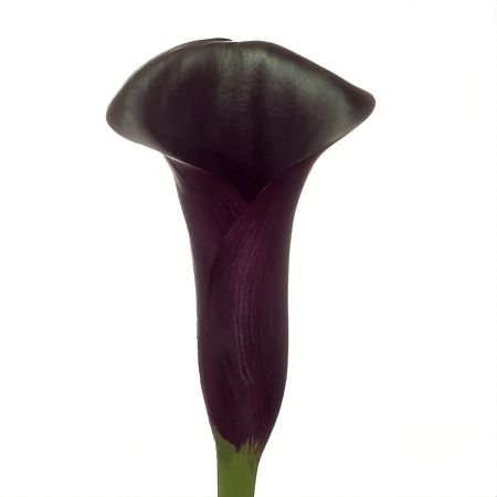 Black callas by the piece Bradbury