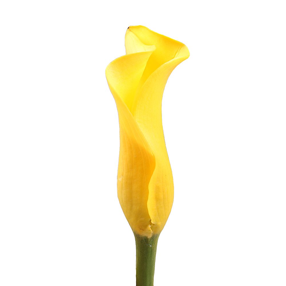 Calla yellow by piece Calla yellow by piece