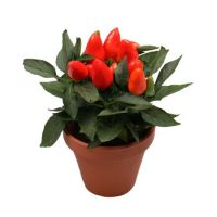 Bouquet of flowers Capsicum Chernovtsy
														