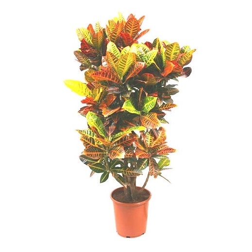 Codiaeum / Croton (above 1m)