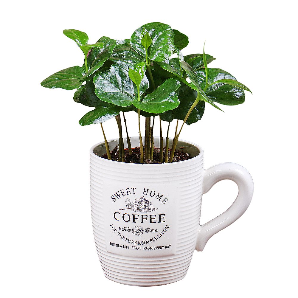 Coffee tree in a cup Coffee tree in a cup