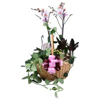 Arrangement of plants Melitopol