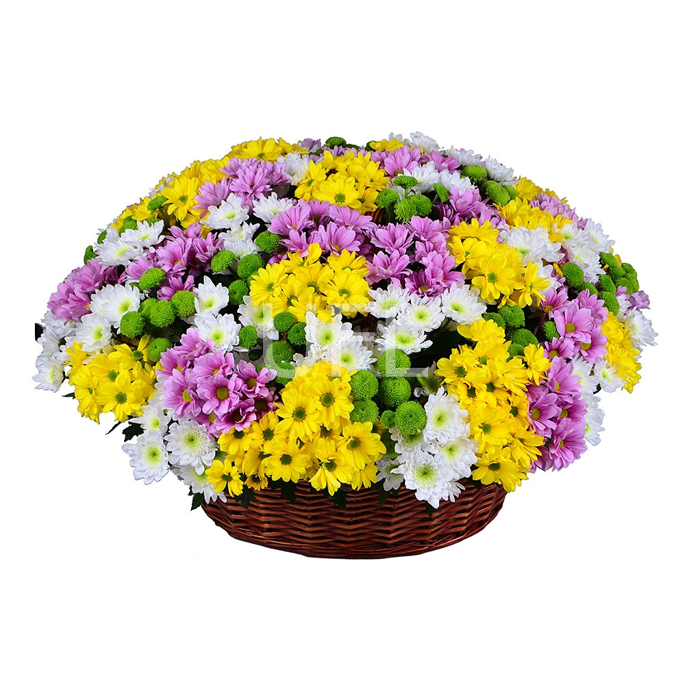 Basket of chysanthemums (101 pcs.)