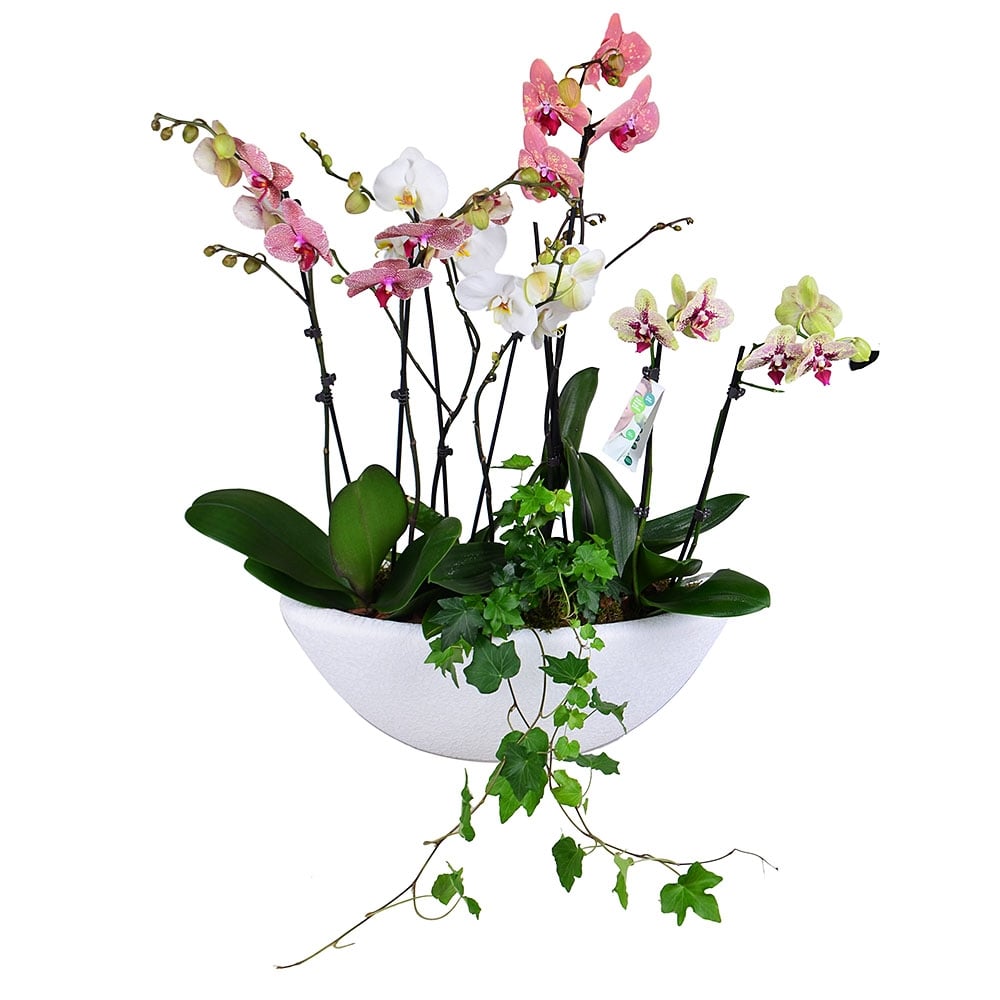 Basket of orchids