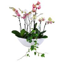 Basket of orchids