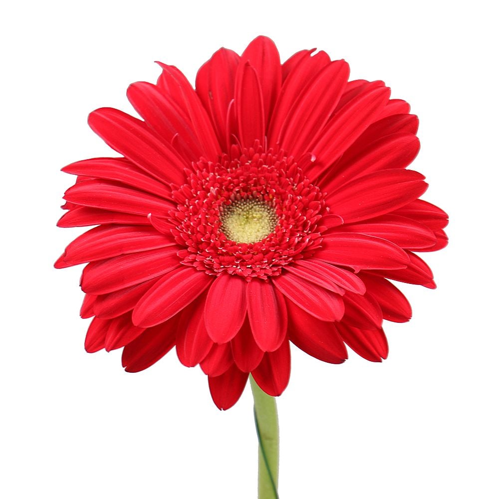 Red gerbera by the piece Snjatin