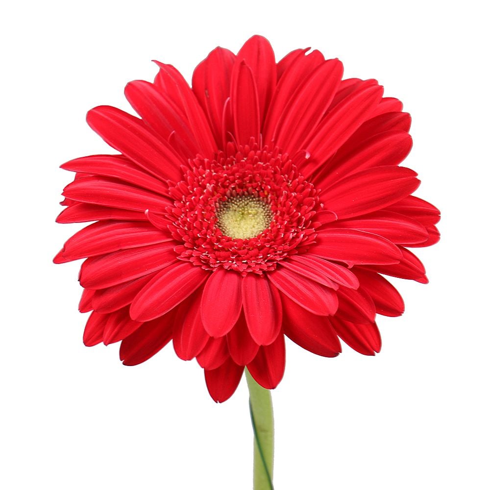 Red gerbera by the piece Red gerbera by the piece