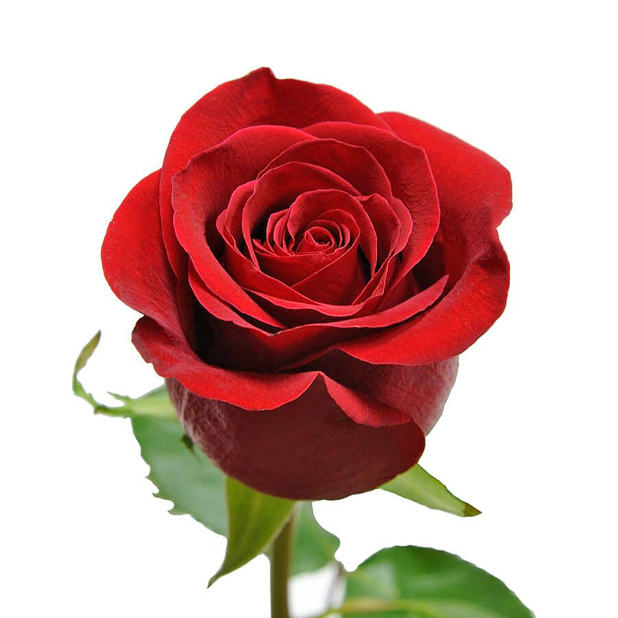 Красная премиум роза поштучно 50 см