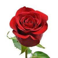Букет Красная премиум роза поштучно 50 см