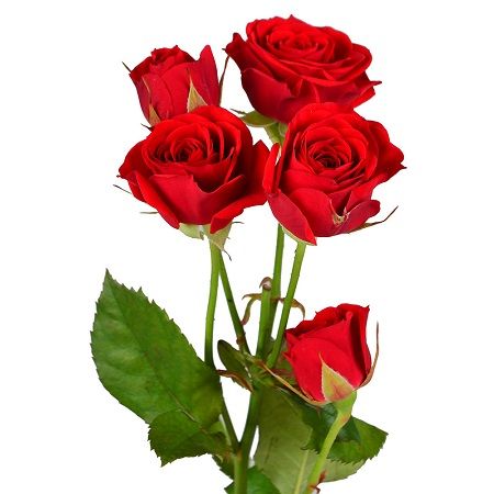 Красные кустовые розы поштучно Гроссето