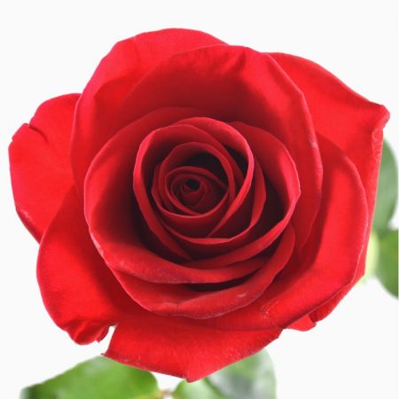 Красные премиум розы Фридом поштучно (50 см) Торитто