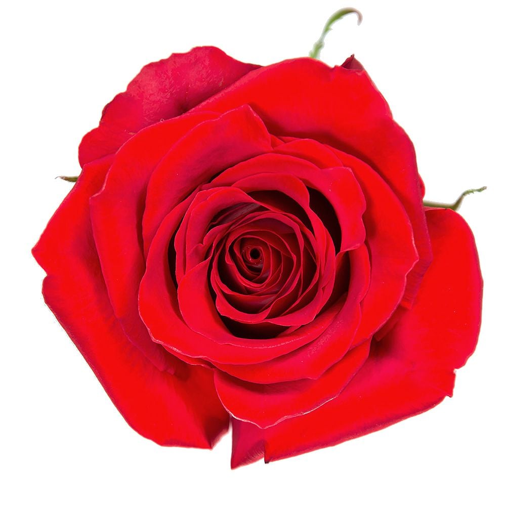 Красные премиум розы Фридом поштучно Лёррах