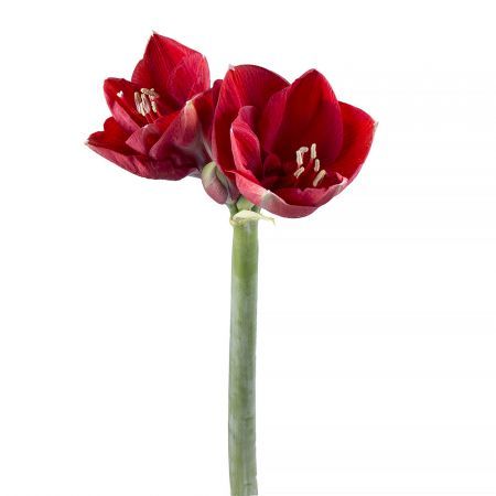 Red amaryllis piece Gomel