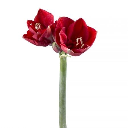 Red amaryllis piece Rillieux-la-Pape