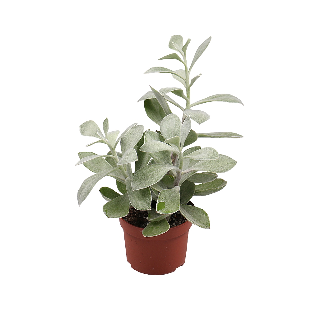 derevo_krassula Кременчук