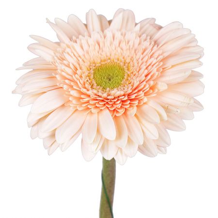 Cream gerbera by the piece Vieques