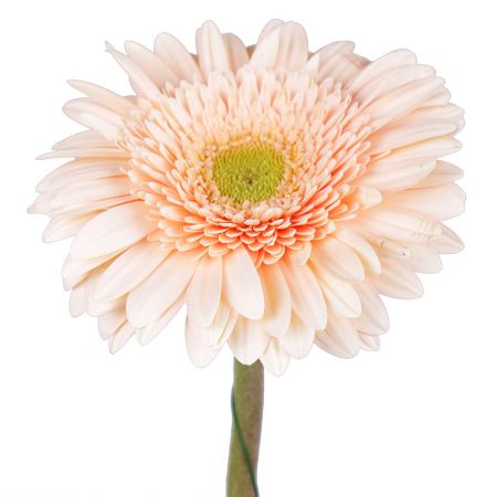 Cream gerbera by the piece Koria