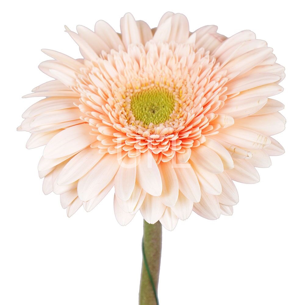 Cream gerbera by the piece Kiev