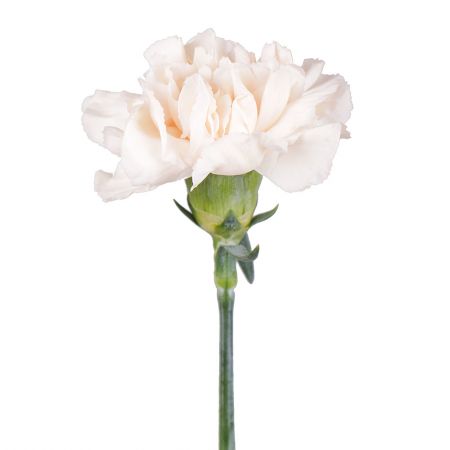 Cream carnation by the piece Kings Langley