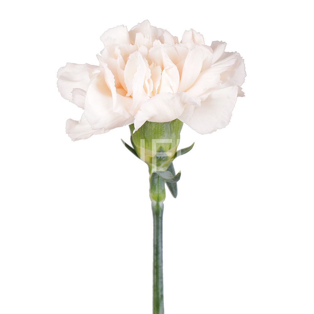 Cream carnation by the piece Gamilton (New Zealand)