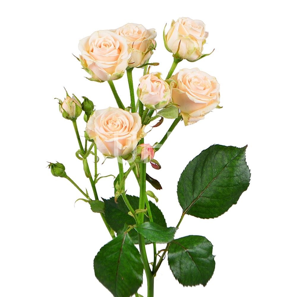 Кремовые кустовые розы поштучно Анкум