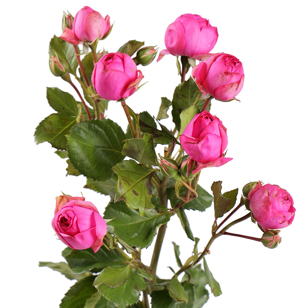 Премиум кустовые розы поштучно Эдисон