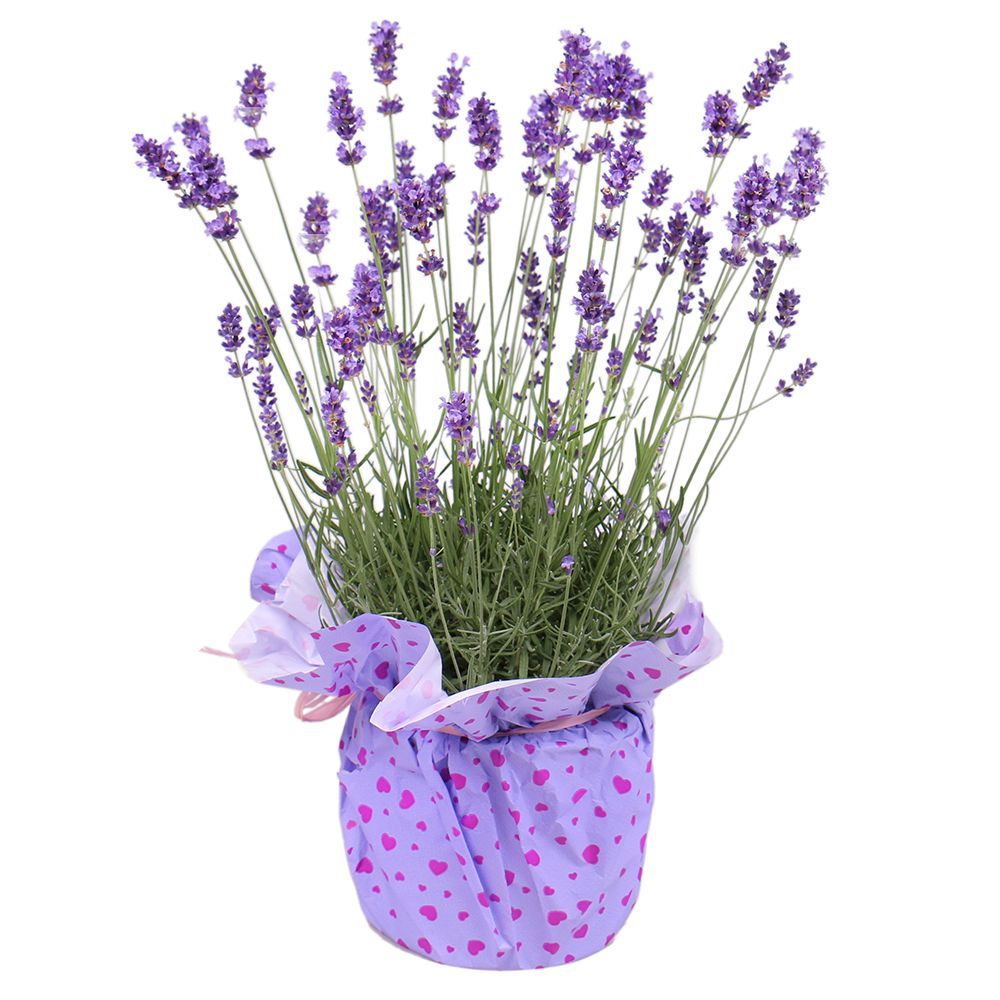 Lavender in a pot Lavender in a pot