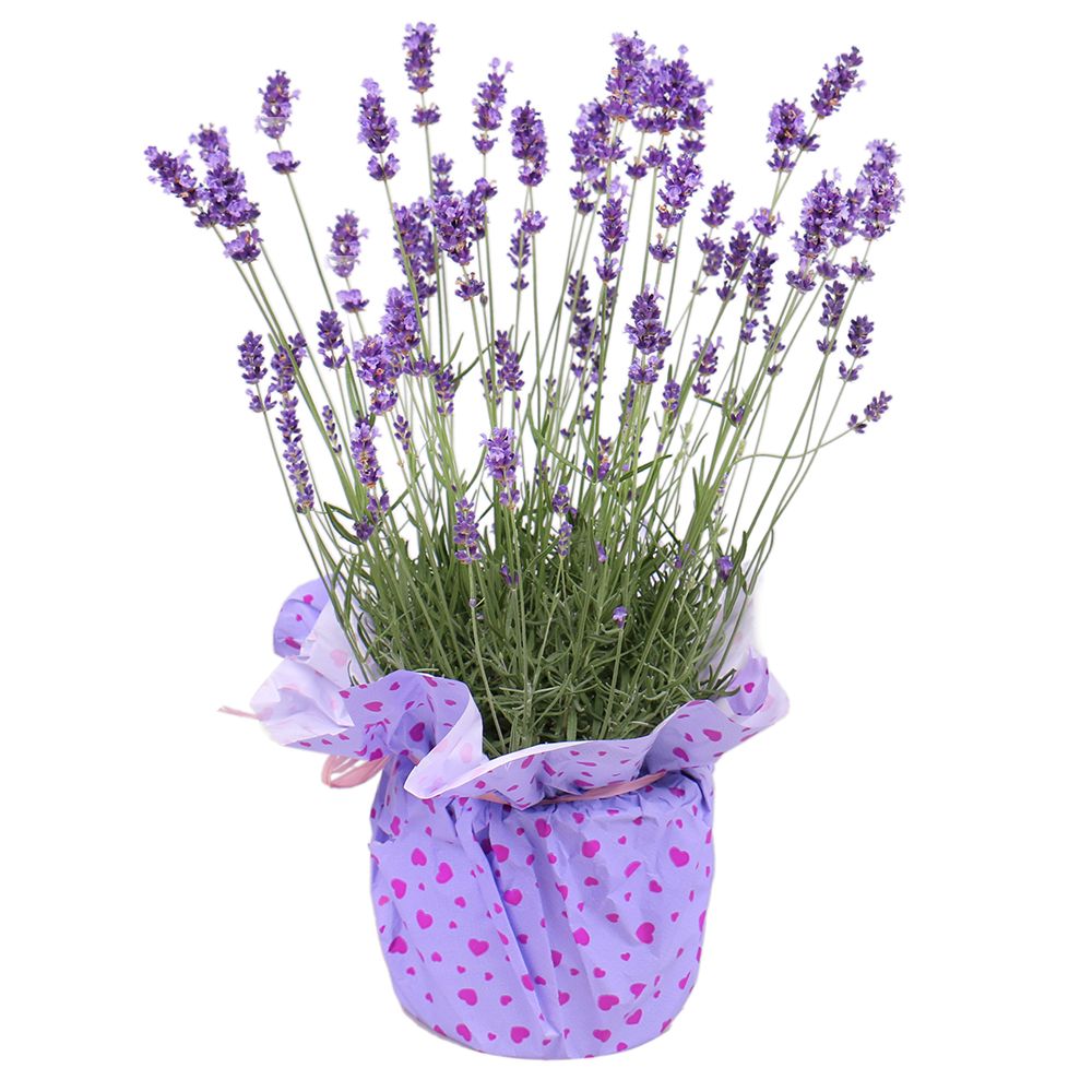 Lavender in a pot