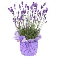 Lavender in a pot Mozyr