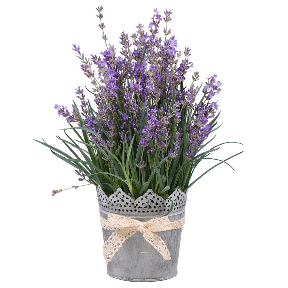 Lavender in pot Lavender in pot