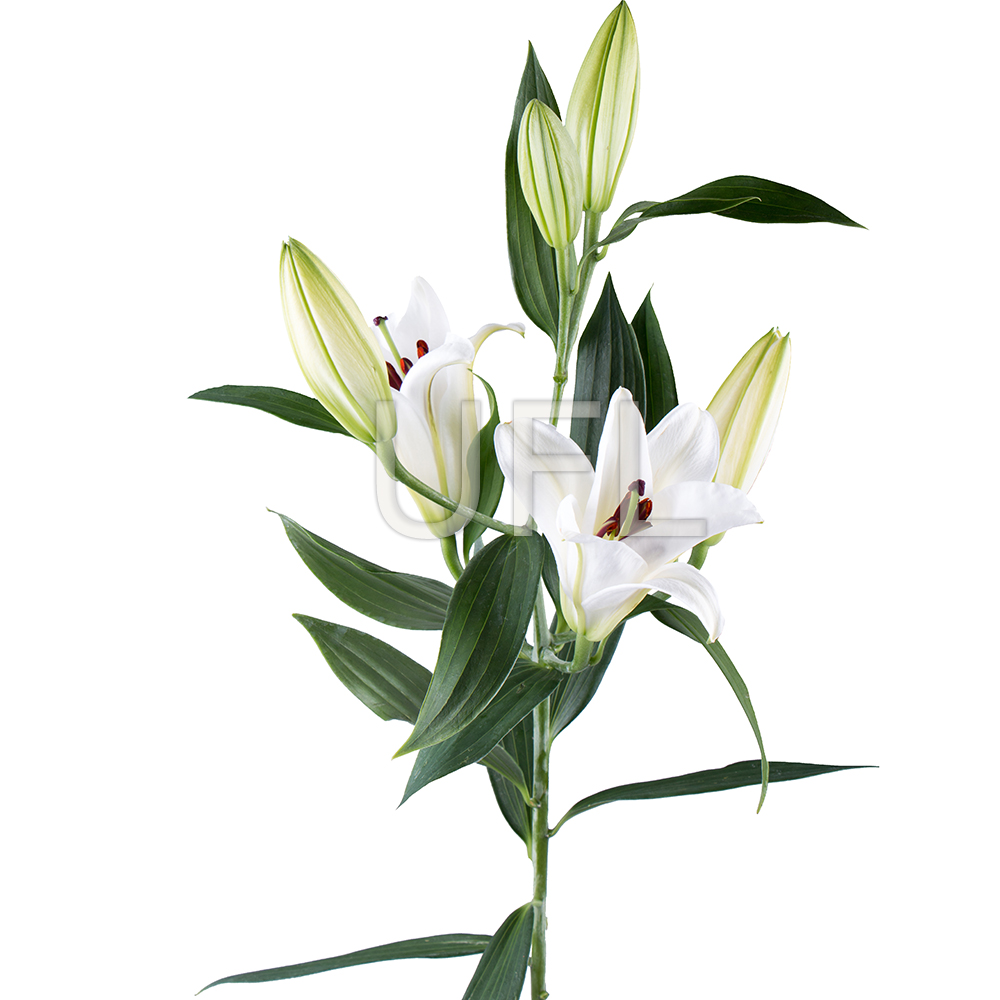 Лилия белая поштучно Лемго