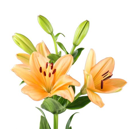 Lily orange by the piece Bradbury