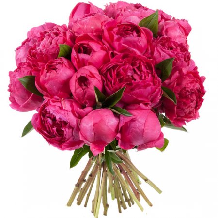 Crimson peonies Chayky