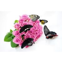 Pupa of butterflies - the mystery of birth butterfly. Kara-Balta