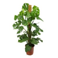 Monstera (above 1m) Muscat