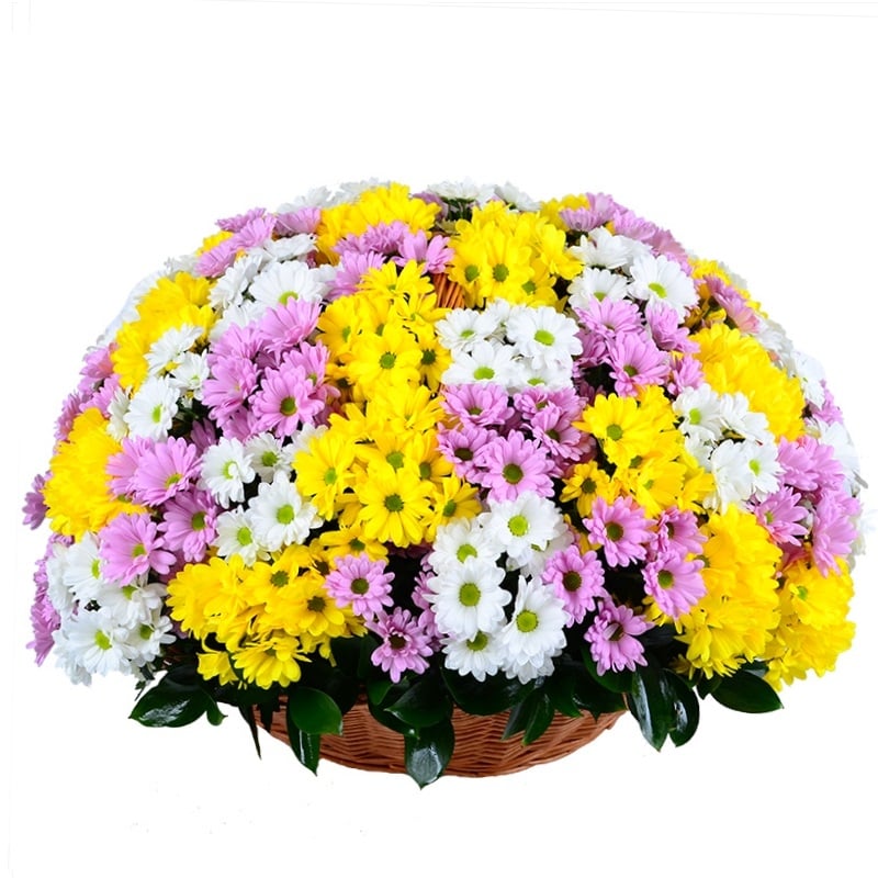 Basket of mix chrysanthemum Basket of mix chrysanthemum