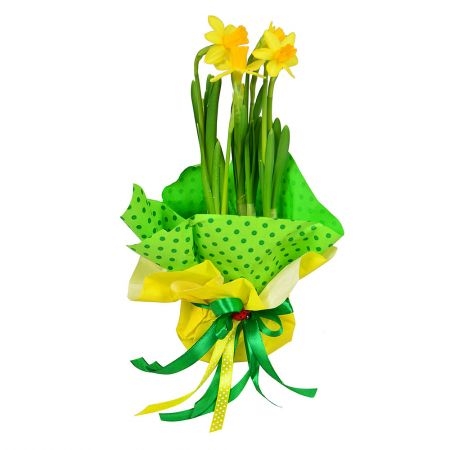 Cute Daffodil in a Pot Snjatin
