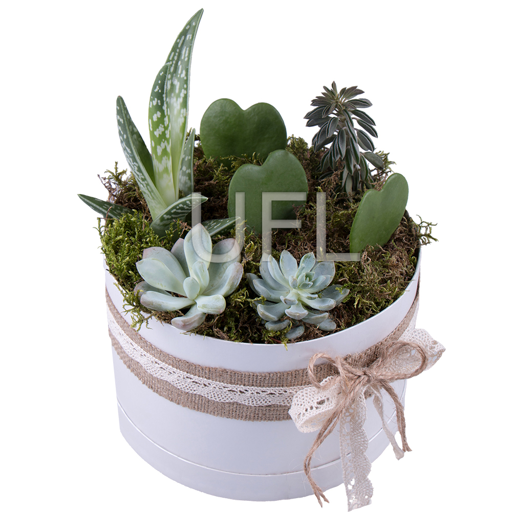 Succulents in decorative boxes Succulents in decorative boxes