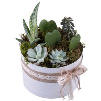 Succulents in decorative boxes