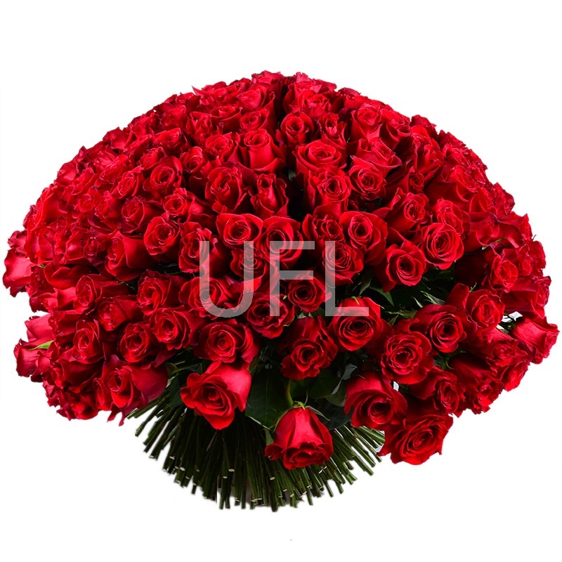 Огромный букет роз 301 роза Харьков