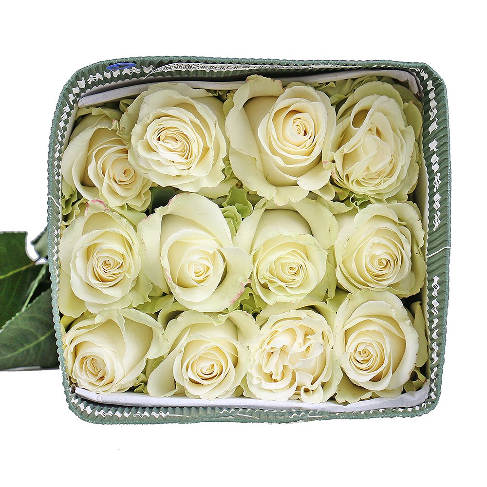 Wholesale Rose Mondial (Ecuador) Lugansk