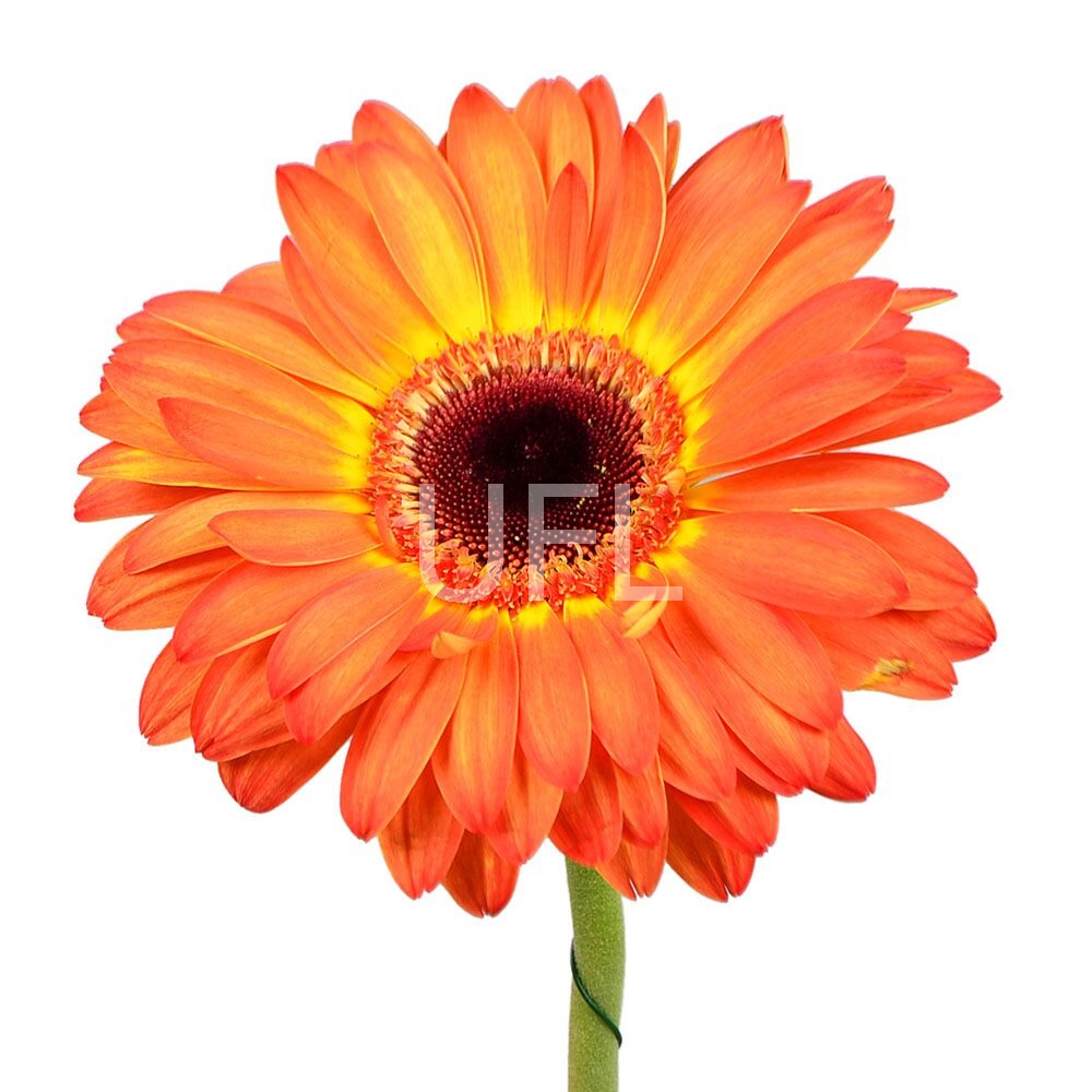 Orange gerberas by the piece Orange gerberas by the piece