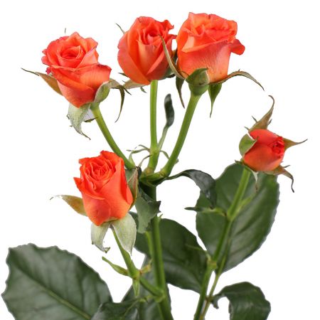 Оранжевые кустовые розы поштучно Сопот