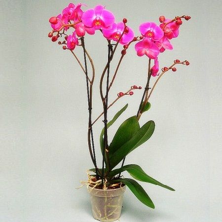  Bouquet Orchid Atlantis
														