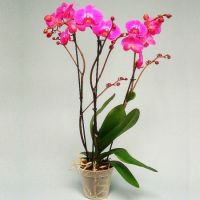  Bouquet Orchid Atlantis Gomel
														